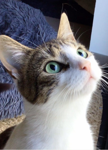 Purrfect Portrait Sweater